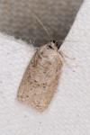 Cnephasia pasiuana/pumicana