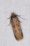 Bryotropha terrella
