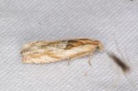 Eucosma cana