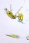Aproaerema larseniella