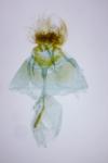 Cnephasia pasiuana/pumicana