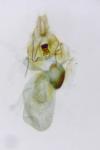 Aethes beatricella