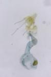 Batia lunaris