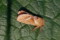 Triodia sylvina