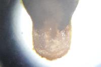 Phyllonorycter pastorella