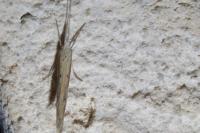 Ypsolopha mucronella