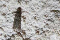 Tortricodes alternella