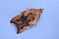 Acleris rhombana