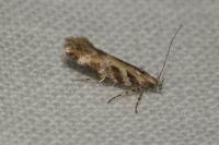 Aristotelia
