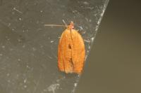 Clepsis consimilana