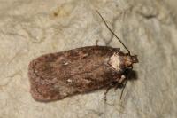 Depressaria albipunctella