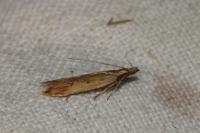 Dichomeris acuminata