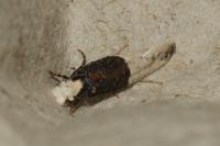 Trichophaga bipartitella
