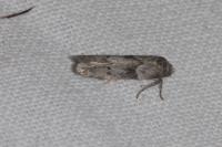 Blastobasis glandulella