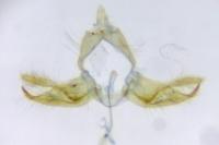 Blastobasis glandulella