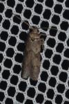 Blastobasis glandulella