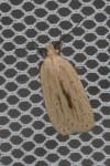 Agonopterix pallorella