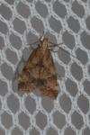 Brachmia blandella