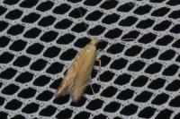 Monochroa cytisella