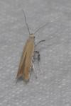 Aspilapteryx tringipennella