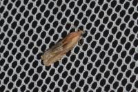 Eucosma gr. cana