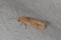 Eucosma conterminana