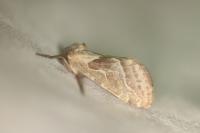 Triodia sylvina