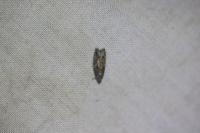 Epinotia