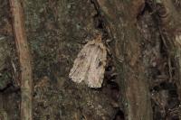 Agonopterix arenella