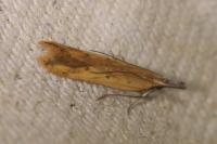 Dichomeris acuminata