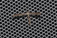 Stenoptilia zophodactyla