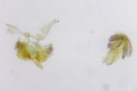 Stomopteryx flavipalpella