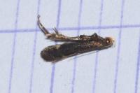 Stomopteryx flavipalpella