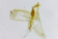 Apatema proteroclina