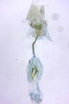 Stenoptilia zophodactyla