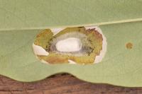 Macrosaccus robiniella