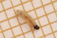 Cosmopterix pulchrimella