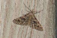 Alucita hexadactyla/bidentata