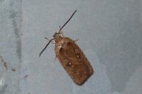 Agonopterix