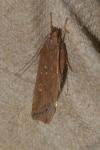 Helcystogramma triannulella