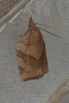 Pandemis dumetana