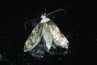 Endrosis sarcitrella