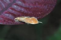 Metalampra