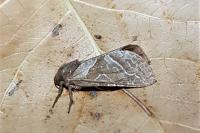 Triodia sylvina