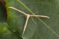 Emmelina monodactyla