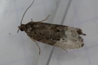 Hedya nubiferana