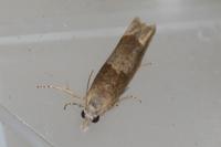 Eucosma conterminana
