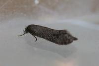 Elatobia fuliginosella