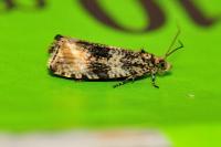 Celypha lacunana
