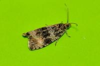 Celypha lacunana